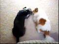 Affenpinscher video