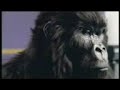 cadburys advert great