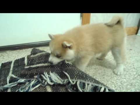 A short video of Darla