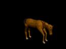 A Horse A Horse