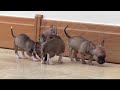 teacup boys.wmv