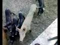 [Video Divertenti]  I MAIALI IN CALABRIA....