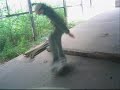 Skate Junky - Zurueck in die Unterkunft II