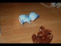 Kangaroo killing a Cat