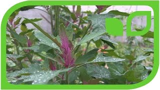 Der Baumspinat (Chenopodium giganteum)