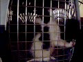 Kittens Play Kittens Play