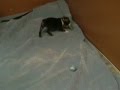 Boston Terrier video