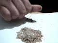 EXTRACCION SEMILLAS DE PAICO