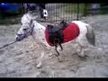 Cruzel Troting ( Fallabelle Stallion ) Cruzel Troting ( Fallabelle Stallion )