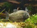 reproduction de piranhas pirana piranha 3 spawning reproduction de piranhas pirana piranha 3 spawning