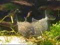 reproduction de piranhas pirana piranha 3 spawning
