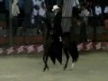 Arafat del Punto