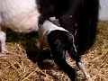 Last new foal of 2007