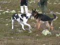 Great Dane on Mountain Fulufjellet