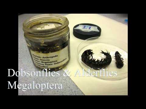 how to collect aquatic macroinvertebrates