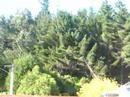 Logging,,tree falling