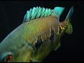Dieselmack's Orinocensis Peacock Bass