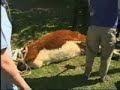 Cesarea vaca #1