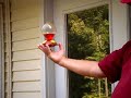 Feeding Hummingbirds by hand