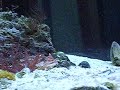 toadfish toadfish