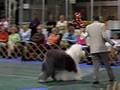Antiguo Perro Pastor Inglés video