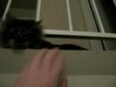 attack cat