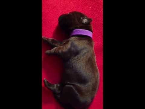 Chocolate lab puppies day 6