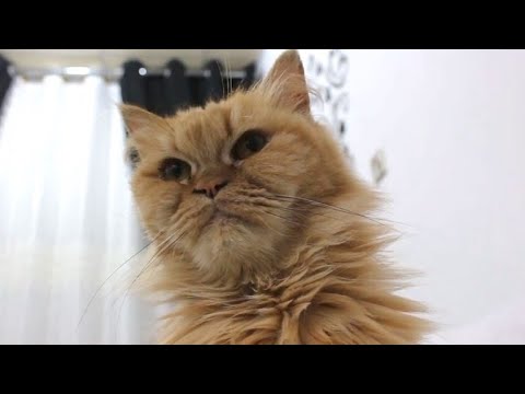 Zum Schnurren: Iraks erstes Katzenhotel