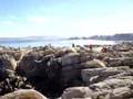 Lopez Leycegui in Pacific Grove