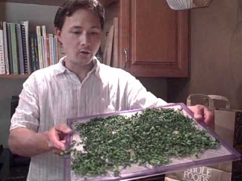 how to harvest moringa seeds