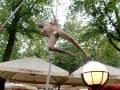NUDE GYMNASTICS, Funny
