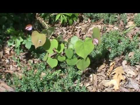 how to transplant redbud tree