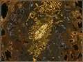 videos de Waldorff - Drumias2