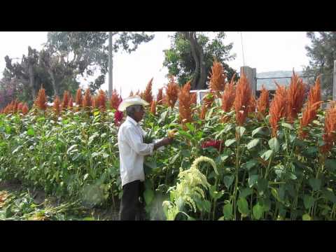 how to harvest amaranth