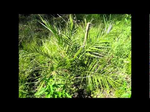 how to transplant phoenix canariensis