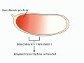 Embryo genesis.