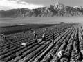 ANSEL ADAMS