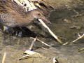 rallus aquaticus (juv.) rallus aquaticus (juv.)