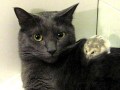 gatto e criceto