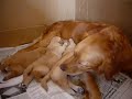 camada-de-golden-de-3-semanas.html