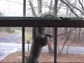 Climbing Squirrel