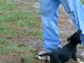 videos de gona X Edoc pup3 and 4