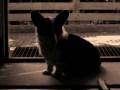 videos de Welsh Corgi Cardigan Sara.