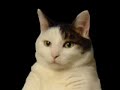 Kitty kat dance