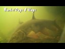 Barbel Days & Ways - The Raft Barbel Days & Ways - The Raft
