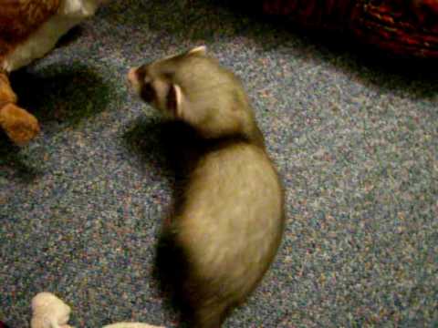 Baronek (fretka, ferret)