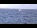 Whale Watching in Hilo, Hawaii