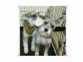 Dogville Grooming