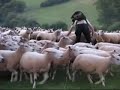 Flock work Flock work