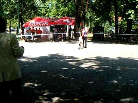 dogue allemand